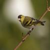 Siskin